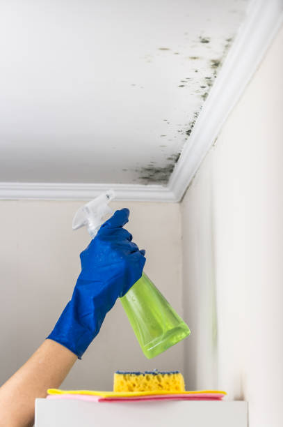 Best Environmental Consulting for Mold Prevention  in Glenmont, MD